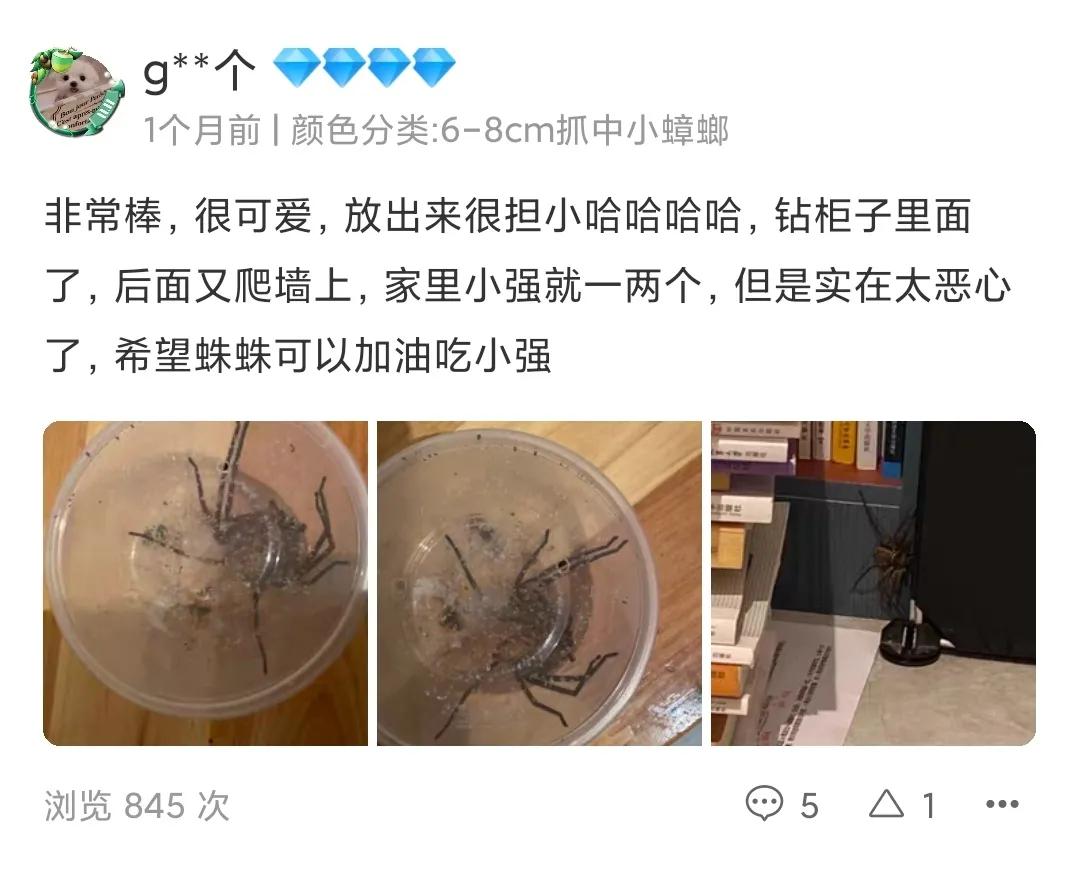 天猫代运营深圳小伙养巨型蜘蛛号称吃蟑螂不留渣一年卖了3万只